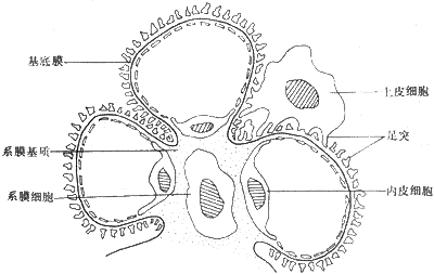 并将毛细血管联系在一起,称为肾小球系膜(mesangium),由系膜细胞和系