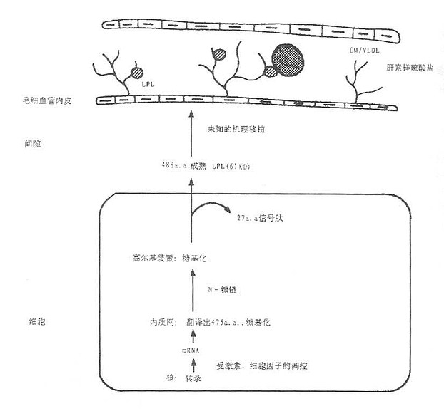 图5-1LPL的合成