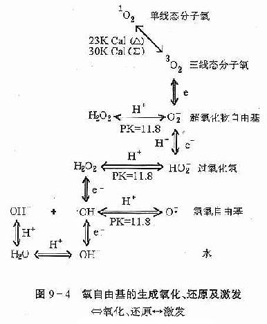 dongmaizhouyangyinghua064.jpg