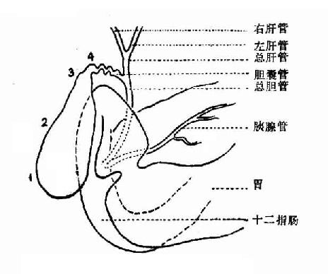 手绘人体解剖示意图