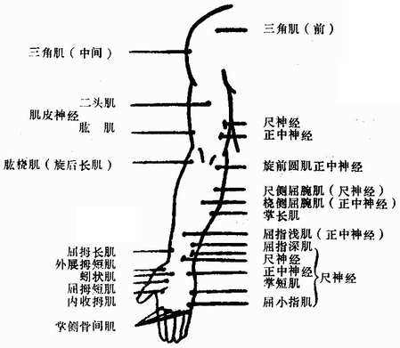 运动点可分为神经运动点和肌肉运动点.