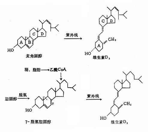 维生素D2和D3的生成