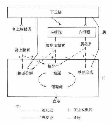 低血糖的原理_如图表示 胰岛素 降低血糖的 原理 .请回答 1 葡萄