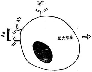 Ⅰ型变态反应示意图 