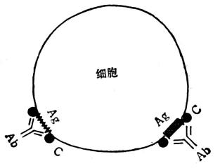 Ⅱ型变态反应示意图 