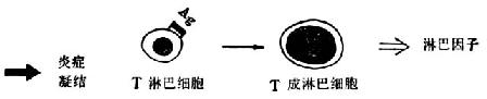  Ⅳ型变态反应示意图接触性皮炎