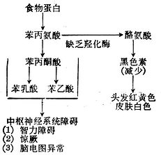 苯丙酮酸尿症的代谢缺陷与临床表现 