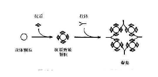 凝集反应的原理_图13-3间接凝集抑制反应原理示意图