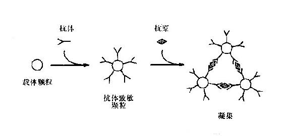 凝集反应的原理_图13-3间接凝集抑制反应原理示意图