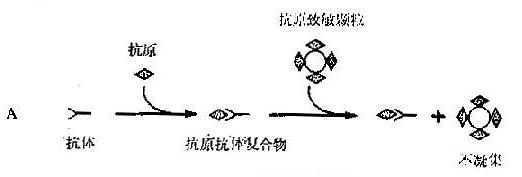 凝集反应的原理_图13-3间接凝集抑制反应原理示意图