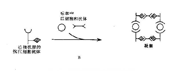 凝集反应的原理_图13-3间接凝集抑制反应原理示意图