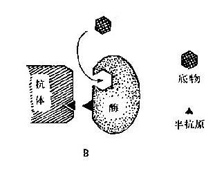 mianyixuehemianyixuejianyan076.jpg