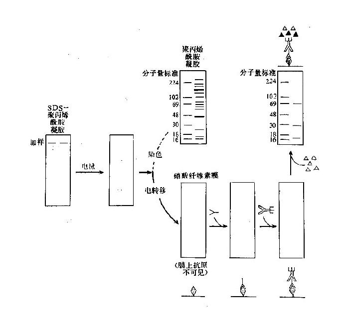 盐析法的原理是_盐析法