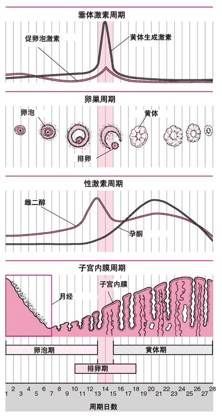 黄体酮是什么原理_黄体酮是什么(3)