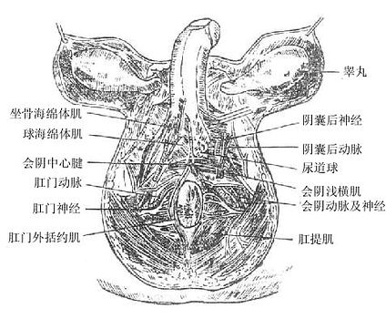 rentijiepouxue390.jpg