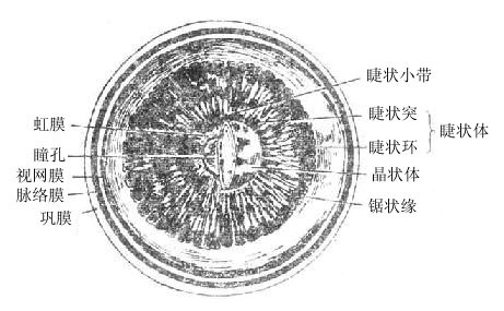 第六节 视器