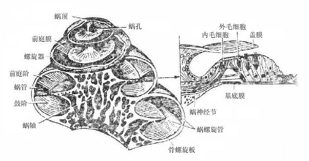 第七节 前庭蜗器