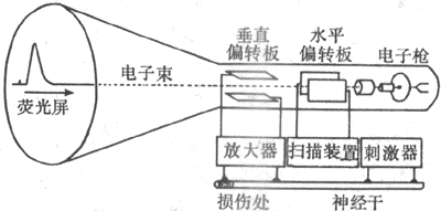 用阴极射线示波器及有关设备观察生物电现象的基本实验布置