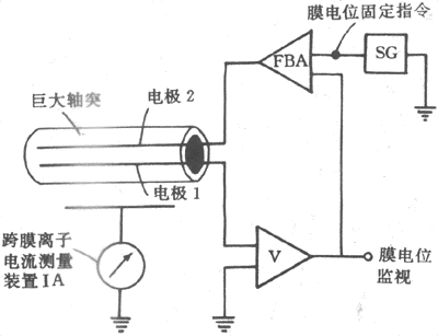 电压钳实验布置模式图