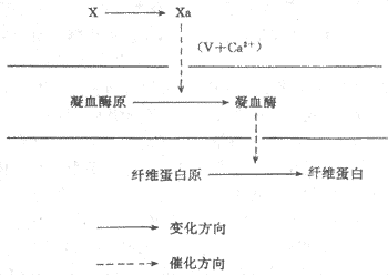 凝血过程的三个阶段简图