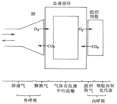 第五章呼吸