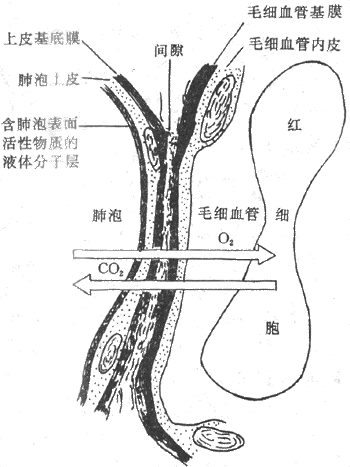 呼吸膜结构示意图