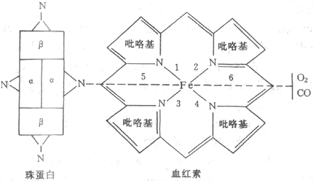 血红蛋白组成示意图