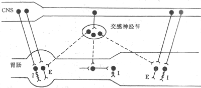 胃肠胆碱能、肾上腺素能及肽能神经的支配及作用模式图