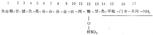 胃泌素的氨基酸序列