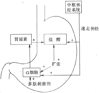 引起胃酸分泌的机制