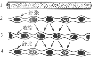 小肠的分节运动模式图