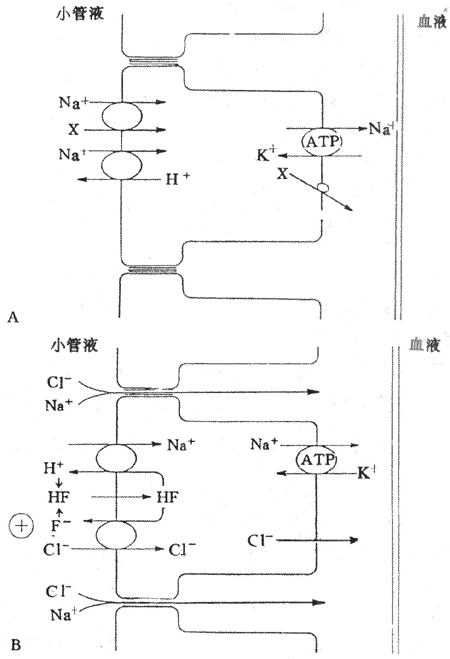 近球小管重吸收NaCI的示意图