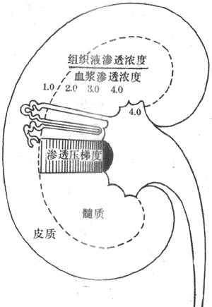 肾髓质渗透压梯度示意图