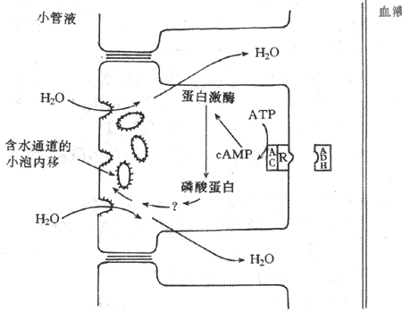 抗利尿激素的作用机制示意图