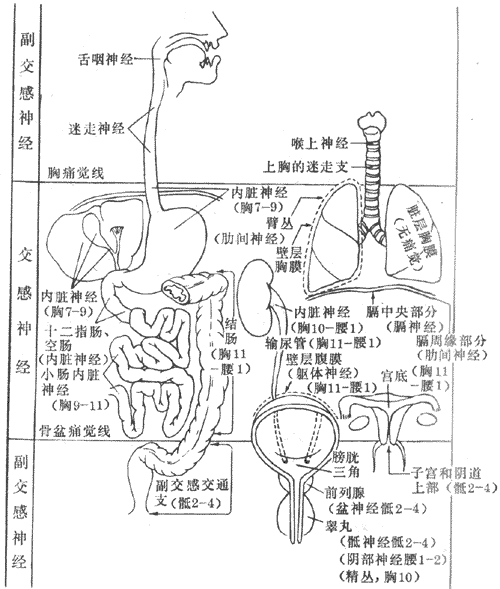 内脏痛觉的神经支配