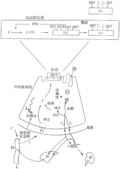 甲状腺激素合成及代谢示意图