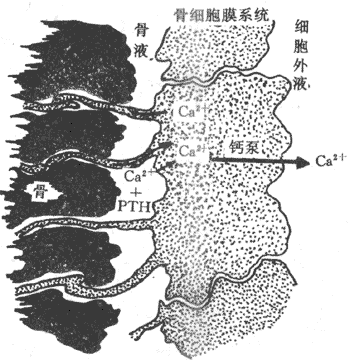 PTH对骨钙转运作用示意图