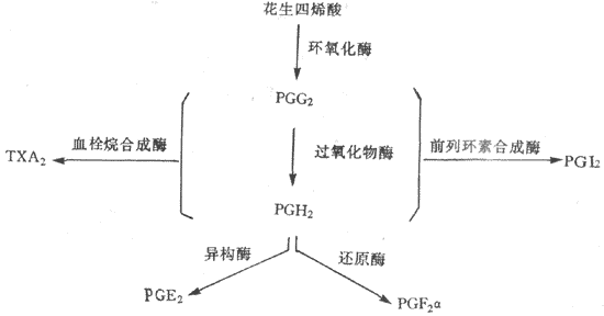 体内主要前列腺素的合成途径