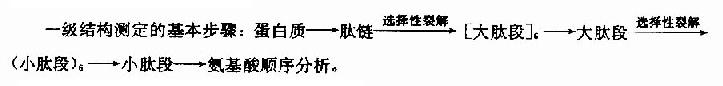 蛋白质一级结构的测定方法