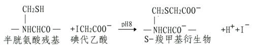 蛋白质一级结构的测定方法