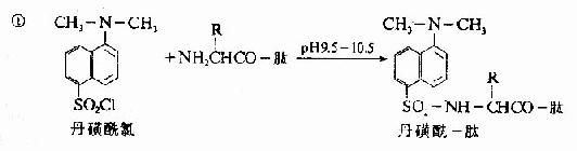 蛋白质一级结构的测定方法