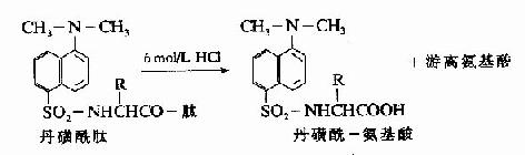 蛋白质一级结构的测定方法