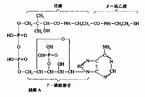 一、维生素B复合体