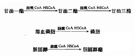 二、脂类的消化和吸收