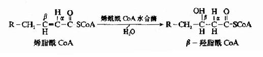 (一)脂肪酸的β-氧化过程