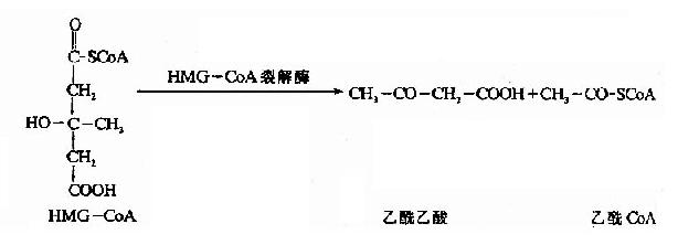 (四)酮体的生成与利用