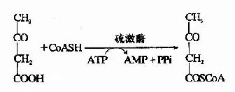 (四)酮体的生成与利用