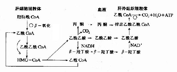 酮体的生成和利用