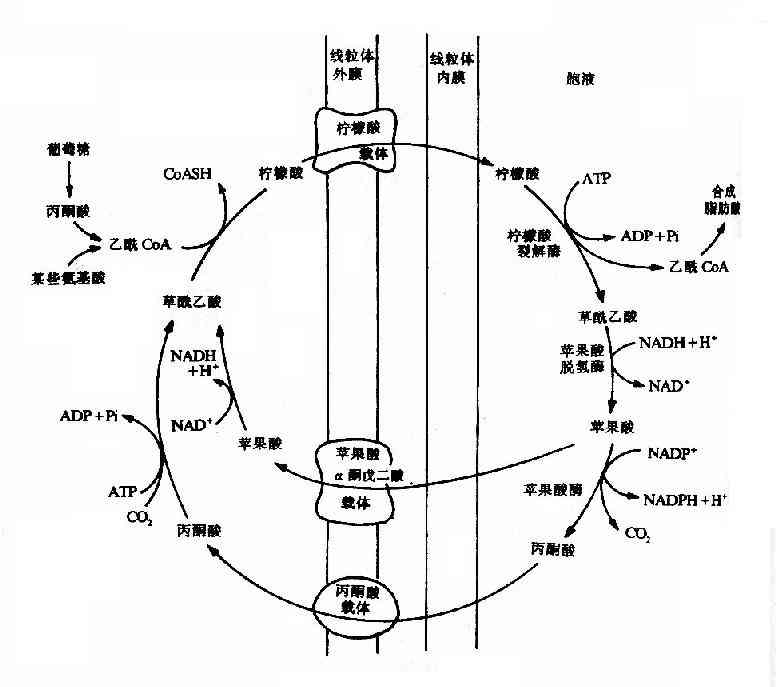 柠檬酸-丙酮酸循环