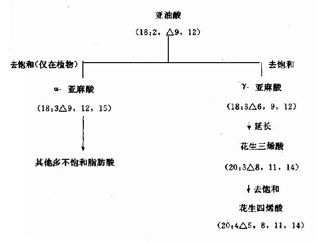 (二)其它脂肪酸的生成